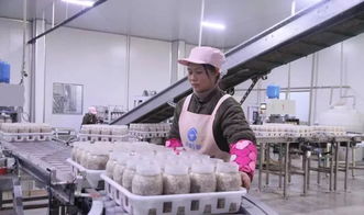 西南地區(qū)最大食用菌工廠(chǎng)化項(xiàng)目在萬(wàn)盛投產(chǎn)，引領(lǐng)產(chǎn)業(yè)升級(jí)與融合發(fā)展